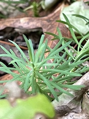 Euphorbia cyparissias
