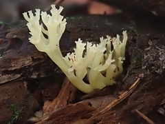 Artomyces pyxidatus