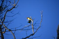 Parvipsitta porphyrocephala