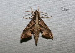Eupanacra mydon