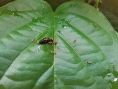 Tapinoma melanocephalum