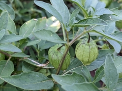 Physalis longifolia