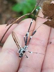 Beauveria bassiana