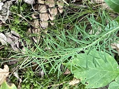 Euphorbia cyparissias