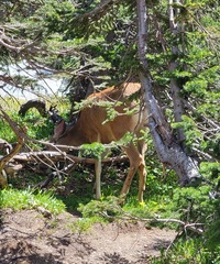 Odocoileus