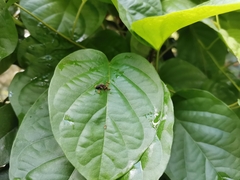 Tapinoma melanocephalum