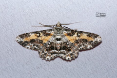 Cleora determinata