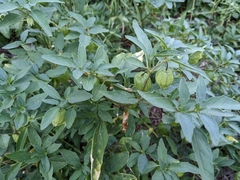 Physalis longifolia