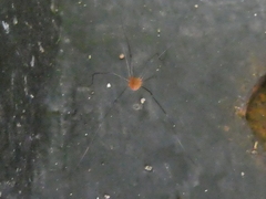 Leiobunum politum