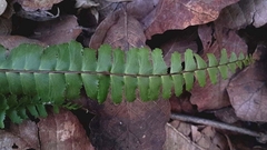 Asplenium