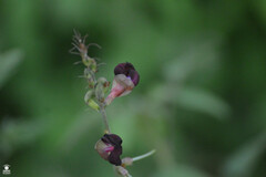 Macroptilium atropurpureum