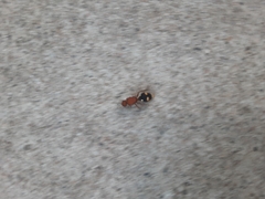 Dasymutilla quadriguttata