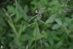 Macroptilium atropurpureum