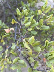 Rhamnus