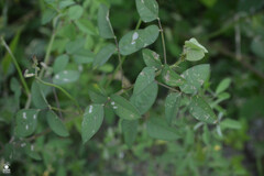 Macroptilium atropurpureum