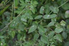 Macroptilium atropurpureum