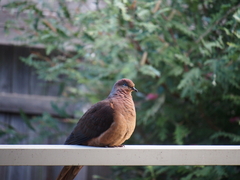 Macropygia phasianella