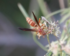 Polistes bellicosus