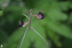 Macroptilium atropurpureum