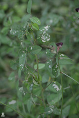 Macroptilium atropurpureum