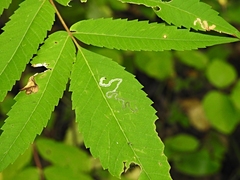 Stigmella intermedia