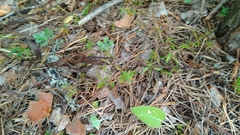 Epipactis helleborine