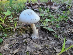 Amanita magnivelaris