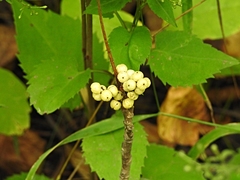 Toxicodendron