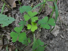 Oxalis stricta