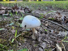 Amanita magnivelaris