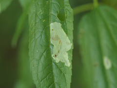 Calycomyza
