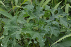 Simsia amplexicaulis