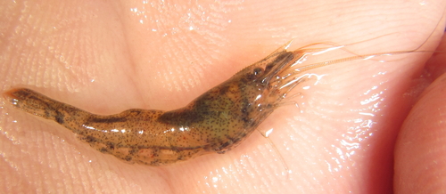 Caridina togoensis