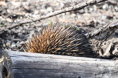 Tachyglossus aculeatus