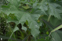 Simsia amplexicaulis