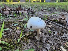 Amanita magnivelaris