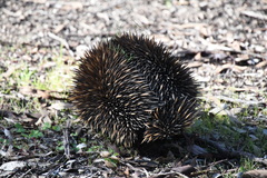 Tachyglossus aculeatus