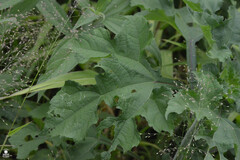 Simsia amplexicaulis