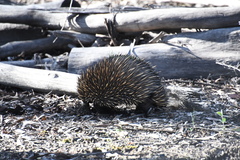 Tachyglossus aculeatus