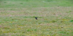 Hirundo neoxena