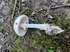 Amanita magnivelaris