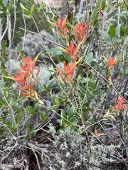 Castilleja miniata