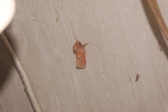 Acrolophus plumifrontella