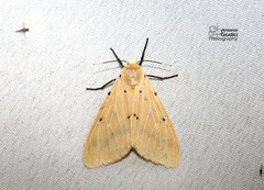 Spilosoma
