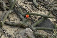 Loxanthocereus sulcifer