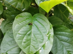 Tapinoma melanocephalum