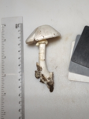 Amanita magnivelaris