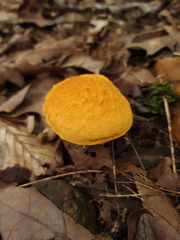 Aureoboletus auriflammeus