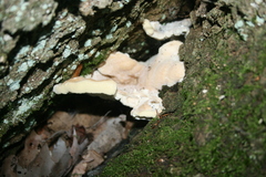 Laetiporus cincinnatus