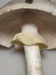 Amanita magnivelaris